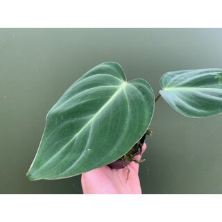 Philodendron gloriosum S