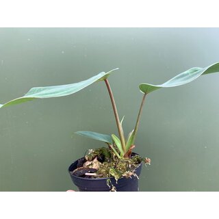 Philodendron gloriosum S