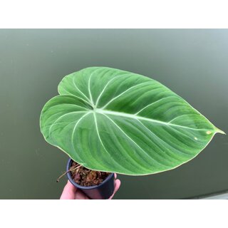 Philodendron gloriosum S