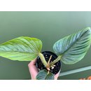 Philodendron serpens S