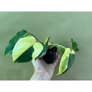 Philodendron burle marx variegata S