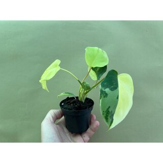 Philodendron burle marx variegata S