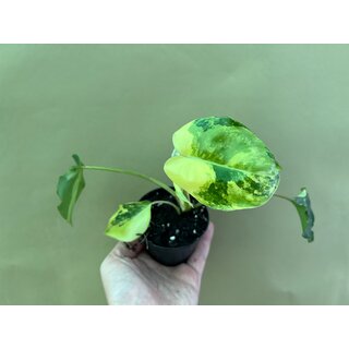 Philodendron burle marx variegata S