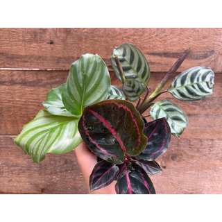 Calathea Baby Plant Mix ( 3 Pflanzen)