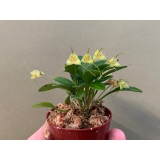 Masdevallia nidifica gelb