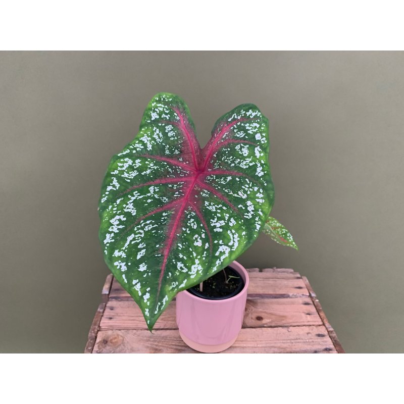  Caladium Red Star  15 90