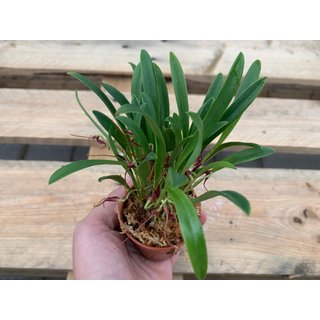 Masdevallia herradura