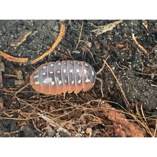 Armadillidium klugii ?Montenegro?