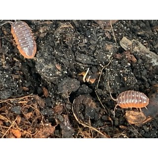 Armadillidium klugii ?Montenegro?