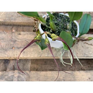 Bulbophyllum fascinator