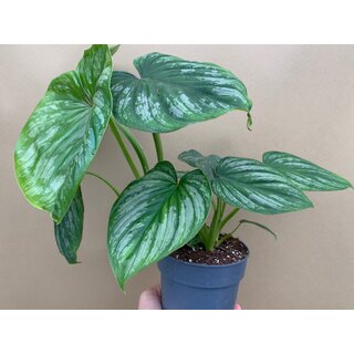 Philodendron mamei M