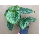 Philodendron mamei M