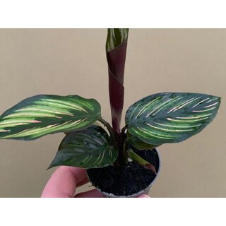 Calathea Beauty Star Babyplant