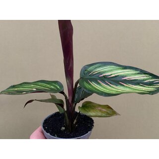 Calathea Beauty Star Babyplant