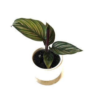 Calathea Beauty Star Babyplant