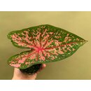 Caladium Pink Beauty Knolle