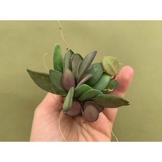 Hoya Rosita Babyplant