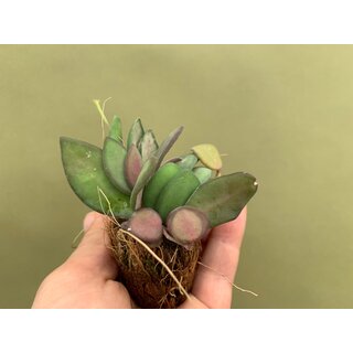 Hoya Rosita Babyplant