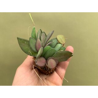 Hoya Rosita Babyplant