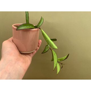 Hoya carnosa wayetii green Babyplant