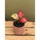 Aglaonema red Babyplant