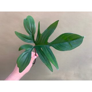 Philodendron pedatum Cutting