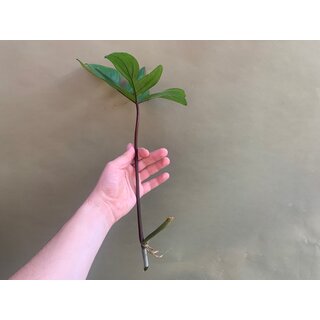 Philodendron pedatum Cutting