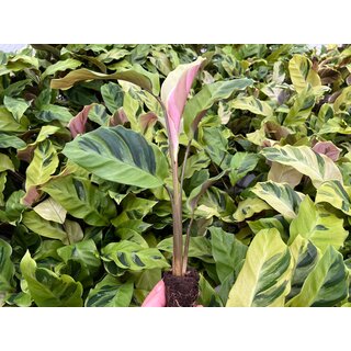 Angebot Calathea yellow fusion