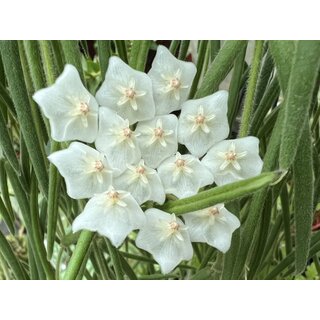 Hoya linearis