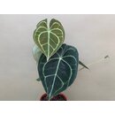 Anthurium clarinervium M