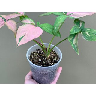 Bens Syngonium & Alocasia Soil, Spezial Erde