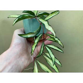 Hoya wayetii tricolor variegata Babyplant