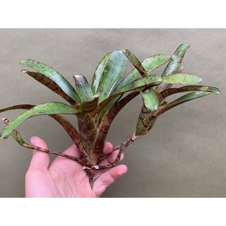 Neoregelia ampullacea red