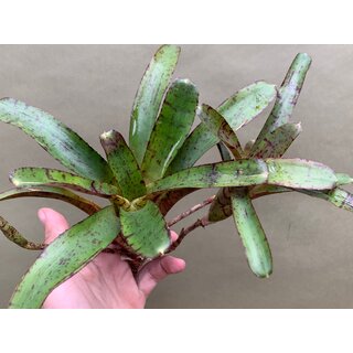 Neoregelia ampullacea red