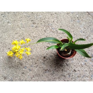 Oncidium cheirophorum