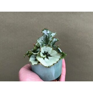 Begonia Rex Escargot Babyplant