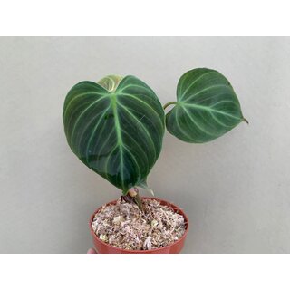 Philodendron spec. El Choco Red M