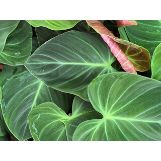 Philodendron spec. El Choco Red M