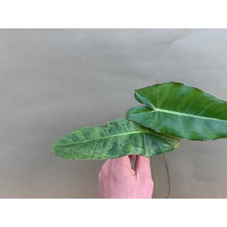 Philodendron Paraiso Verde variegata Cutting