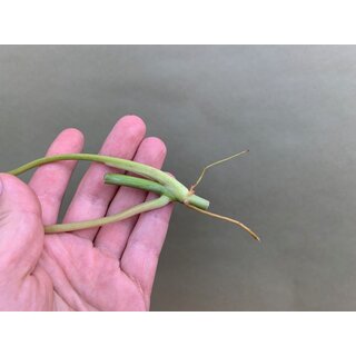 Philodendron Paraiso Verde variegata Cutting