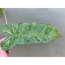 Philodendron Paraiso Verde variegata Cutting
