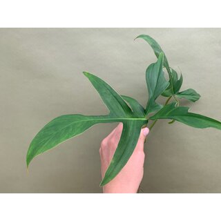 Philodendron Glad Hands Ableger