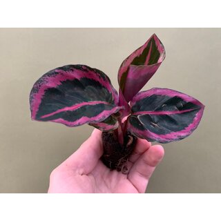 Calathea Angela Babyplant