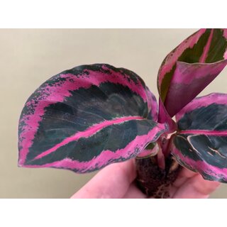 Calathea Angela Babyplant