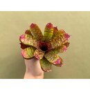 Neoregelia Tiger