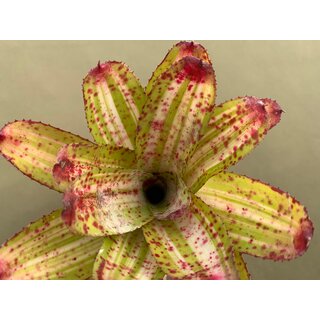 Neoregelia Pinky Green