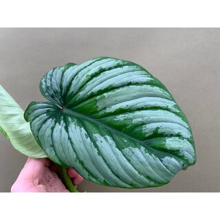 Philodendron Mamei Silver Cloud Cutting