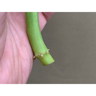 Philodendron Mamei Silver Cloud Cutting