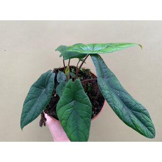 Alocasia scalprum