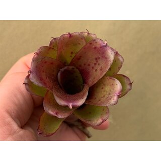 Neoregelia Chiquita Purple